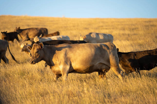 istock beautiful cattle in Australia  eating grass, grazing on pasture. 2157881566