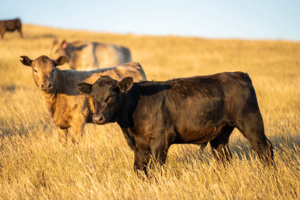 istock beautiful cattle in Australia  eating grass, grazing on pasture. 2157881596