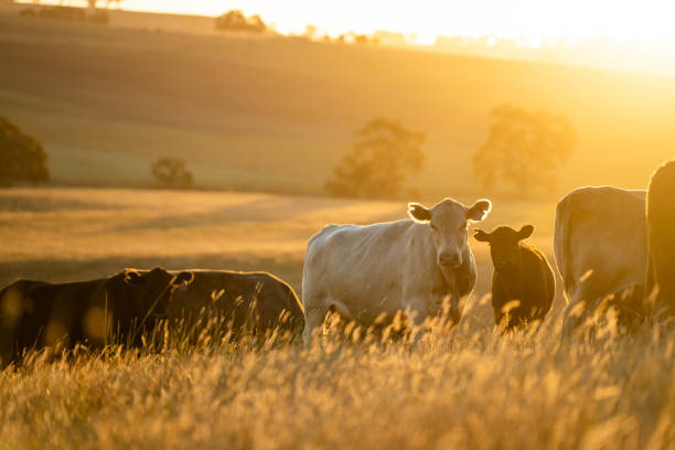 istock beautiful cattle in Australia  eating grass, grazing on pasture. 2157881752