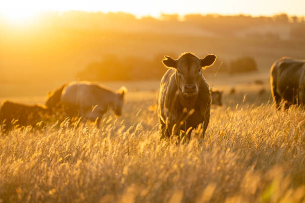 istock beautiful cattle in Australia  eating grass, grazing on pasture. 2157881820