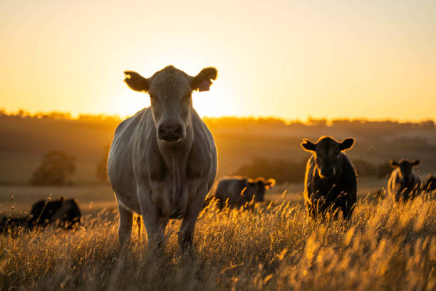 istock beautiful cattle in Australia  eating grass, grazing on pasture. 2157881838