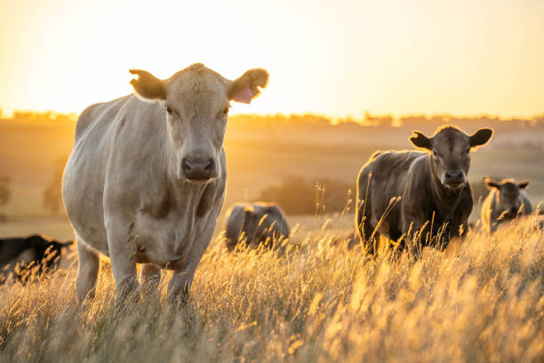 istock beautiful cattle in Australia  eating grass, grazing on pasture. 2157881871