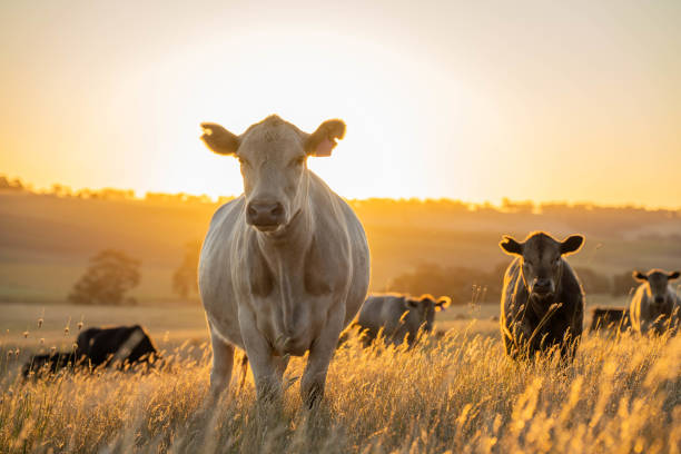 beautiful cattle in australia eating grass, grazing on pasture. - bò nhà hình ảnh sẵn có, bức ảnh & hình ảnh trả phí bản quyền một lần