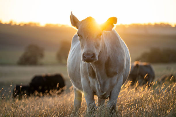 beautiful cattle in Australia  eating grass, grazing on pasture. Herd of cows free range beef being regenerative raised on an agricultural farm. Sustainable farming