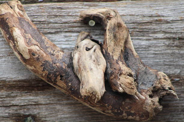 A Piece Of Large Driftwood Hanging From A Wooden Wall.