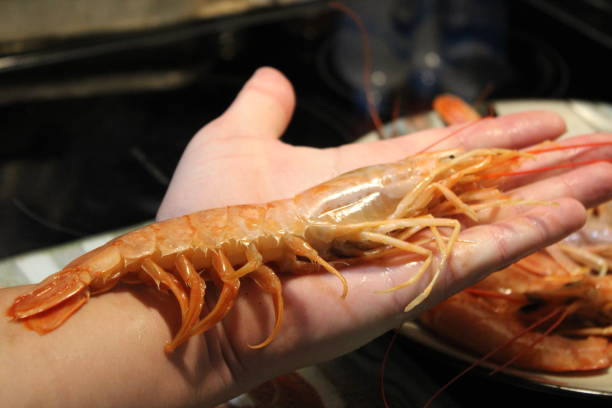 istock Extra Large Prawns Laid Out On A Plate Ready To Be Cooked. 2157883405