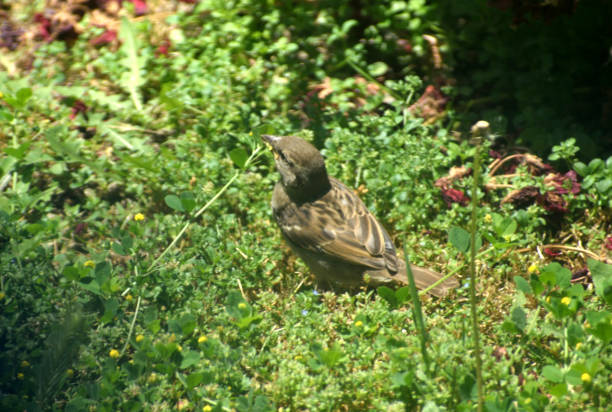A snapshot of a house sparrow milling about on the grass in my backyard.