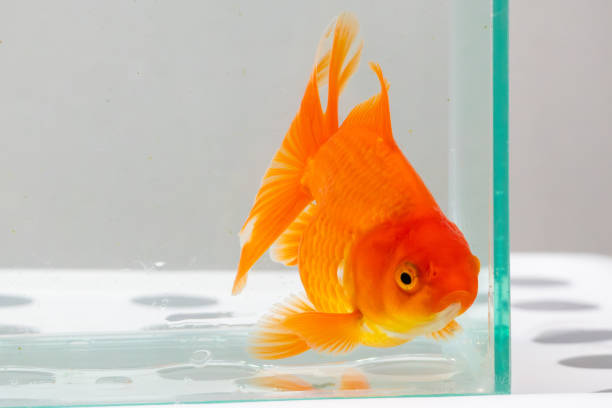istock Oranda goldfish in aquarium fish tank close up 2157883653