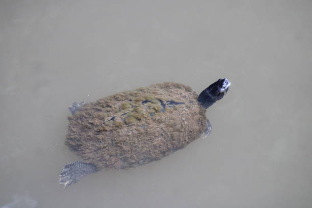 Turtle swimming in a pond in Florida