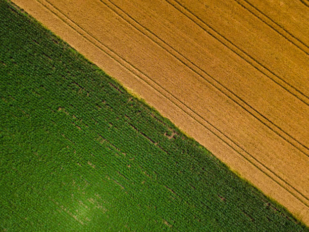 istock Farming Aerial. Corn Field & Wheat Field. Agro Concept. 2157884470