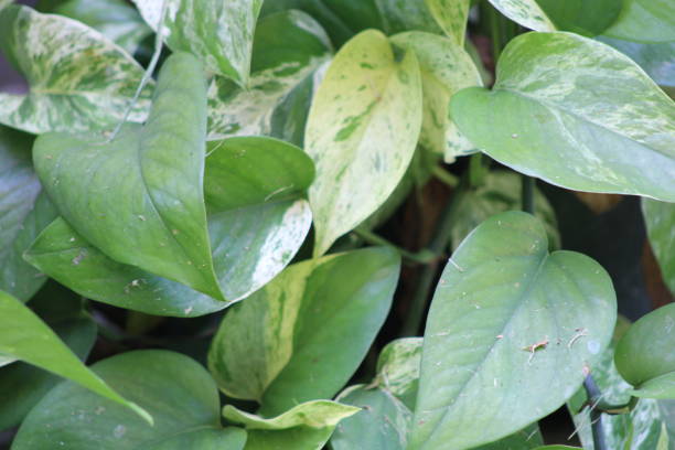istock Lush Green Full Vine Houseplant In The Sunlight 2157884717