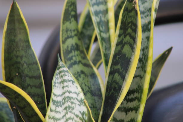 istock Snake Plant Growing Healthy In A Pot 2157884752