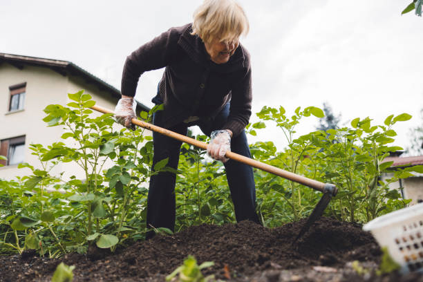 istock Elderly person gardening with a hoe 2157885263