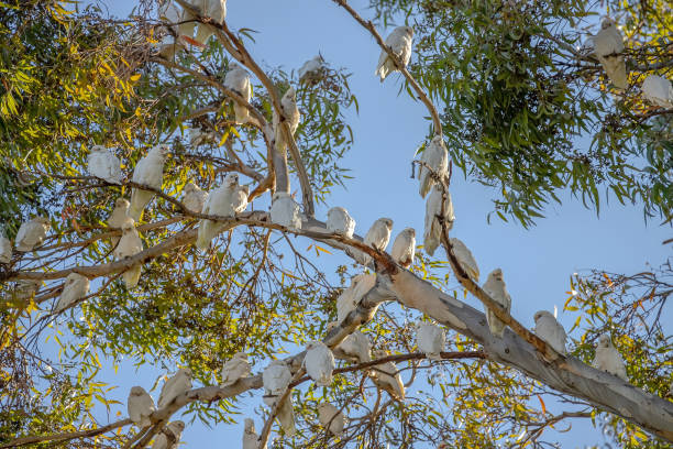 istock Several white Little Corella parrots sit on green tree branch in blue sky background in a park in Adelaide, Australia 2157886249