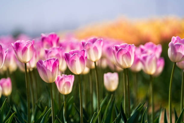 istock Beautiful tulips are in full bloom 2157886917