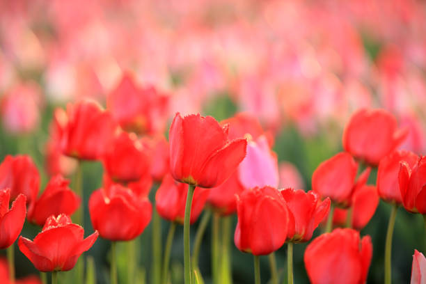 Beautiful tulips are in full bloom, Tulips of all colors are in the fields