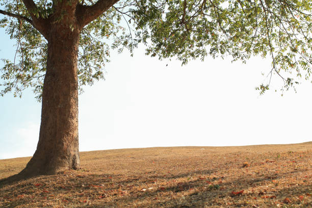 Under lonely tree on the hill with shadow and sunlight. Beautiful summer fields Minimal landscape. Autumn on hill background.