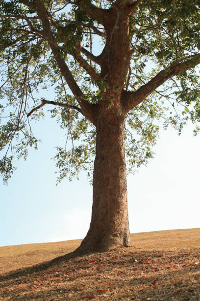 istock Under lonely tree on the hill with shadow and sunlight. Beautiful summer fields Minimal landscape. Autumn on hill background. 2157887222