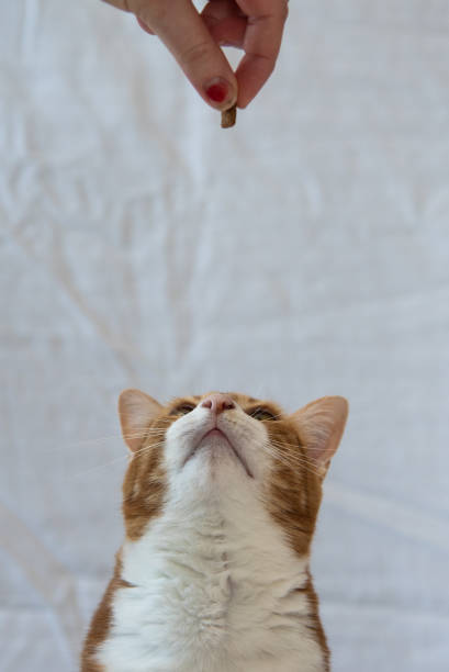 istock Ginger tabby cat playing with bright orange fur coat on white background. Beautiful, model pet domestic cat. 2157888918