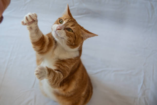 istock Ginger tabby cat playing with bright orange fur coat on white background. Beautiful, model pet domestic cat. 2157888945