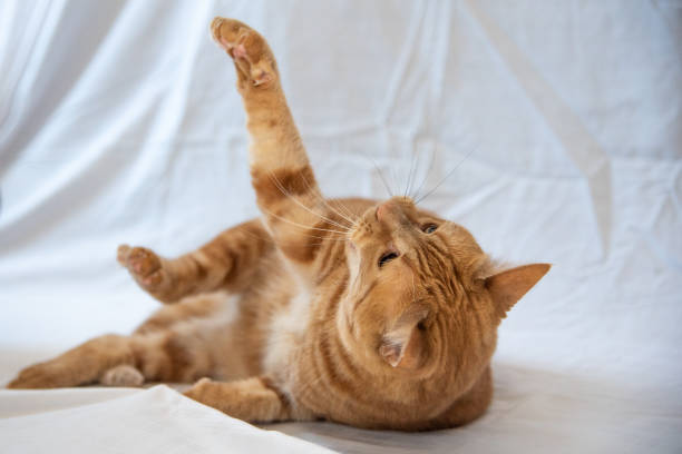 istock Ginger tabby cat playing with bright orange fur coat on white background. Beautiful, model pet domestic cat. 2157888988