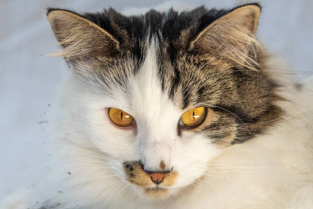 Big fluffy cat standing on a snowy road. The cat raised his muzzle and looks up.