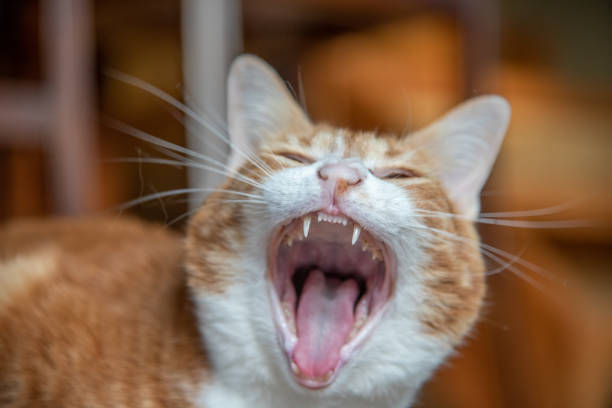 istock Ginger & white domestic tabby cat with blurred background. 2157889285