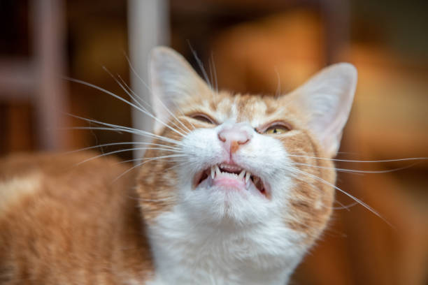 istock Ginger & white domestic tabby cat with blurred background. 2157889296