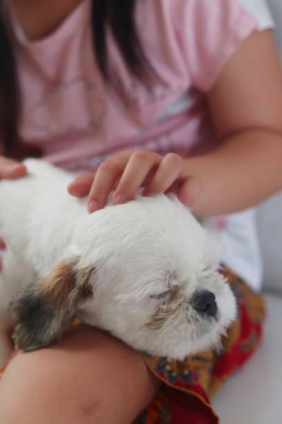 istock child and shihtzu puppy. close up. 2157890015