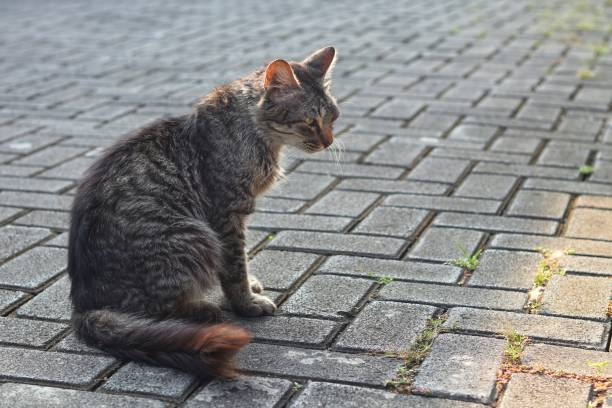istock gray wild cat sitting looking to the side. 2157891193