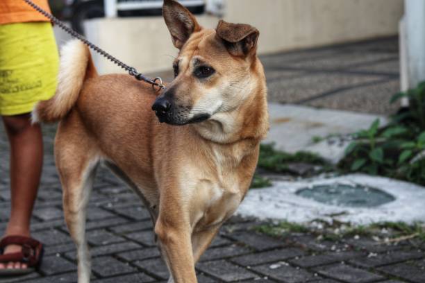 domestic brown dog on iron chain leash.