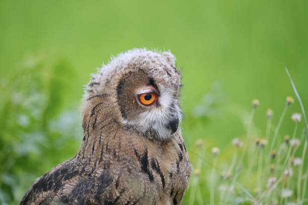 Eurasian Eagle Owl close up with nature background.