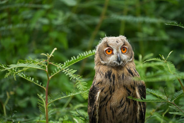 istock Eurasian Eagle Owl close up with nature background. 2157892880