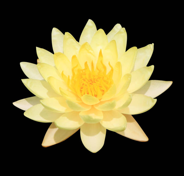 This captivating image showcases two beautiful white water lilies positioned at the bottom of the frame against a solid black background. The stark contrast creates a dramatic and elegant visual, highlighting the delicate details of the petals and yellow centers. The composition provides ample copy space at the top, making it a versatile background for various designs.