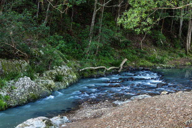 river winding through the beech forest in summer. water stream in carpathian mountains