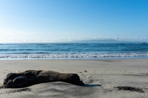 Driftwood scattered across a sandy beach with waves rolling in towards the shore under a cloudy sky during sunset