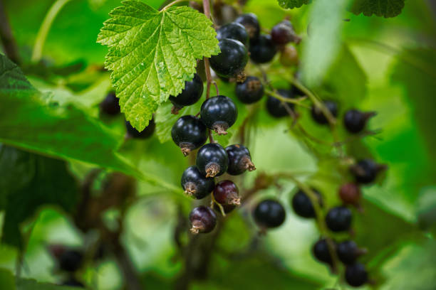 istock Ripe black currants hanging from a branch surrounded by dark green leaves 2157897406