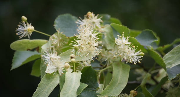 istock Blooming lime or linden tree with soft white flowers and green leaves 2157897408