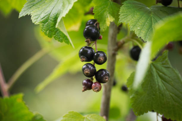 istock Ripe black currants hanging from a branch surrounded by dark green leaves 2157897421
