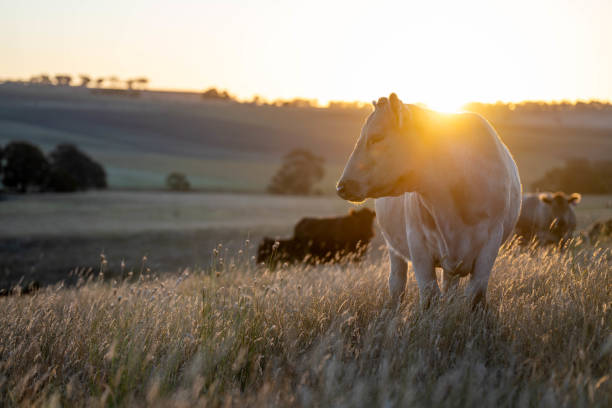 istock beautiful cattle in Australia  eating grass, grazing on pasture. 2157898383