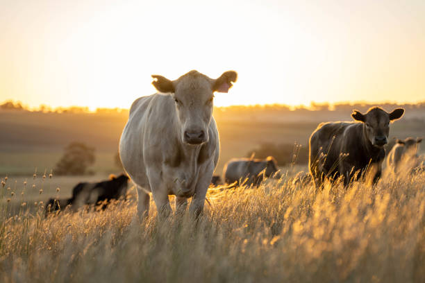 istock beautiful cattle in Australia  eating grass, grazing on pasture. 2157898398