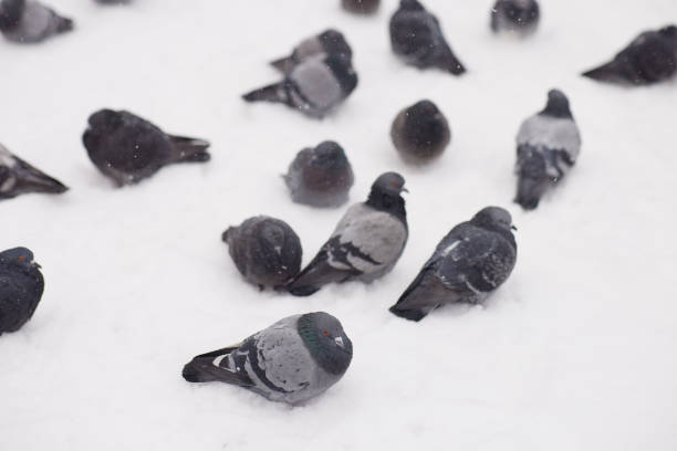 Pigeons on grass in public park in Ankara