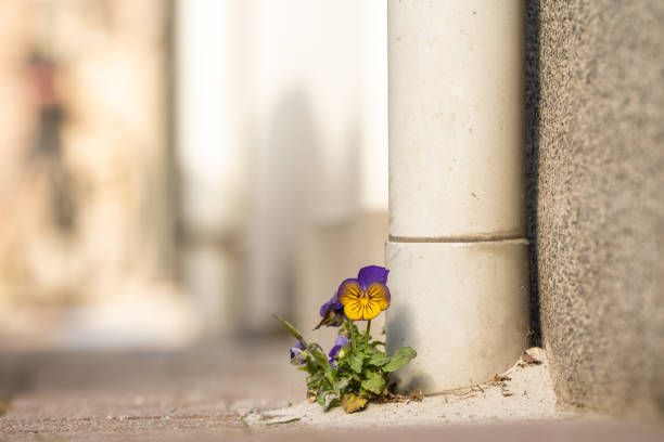 istock wild violin flower on the road 2157901374