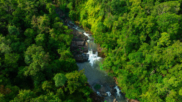 istock Aerial view of mixed forest, deciduous trees, greenery and waterfalls flowing through the forest. The rich natural ecosystem of rainforest concept is all about conservation and natural reforestation. 2157901431