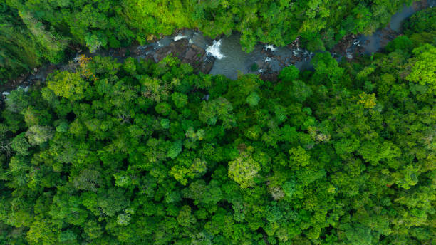 istock Aerial view of mixed forest, deciduous trees, greenery and waterfalls flowing through the forest. The rich natural ecosystem of rainforest concept is all about conservation and natural reforestation. 2157901433