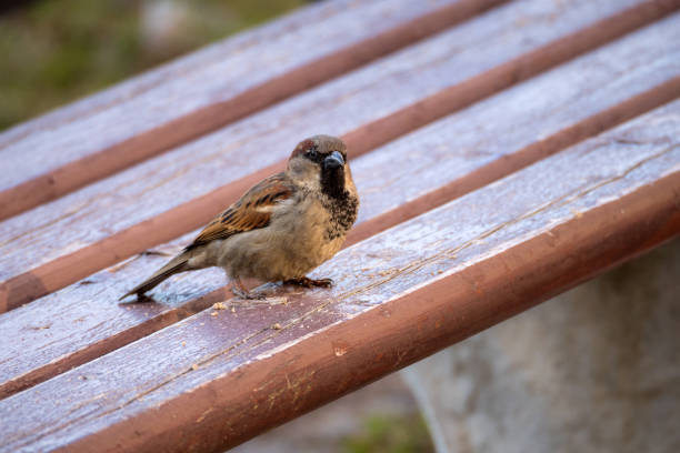 portrait of a sparrow on a wooden bench