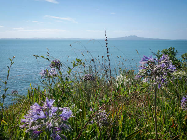 istock Rangitoto island across the harbour 2157902833