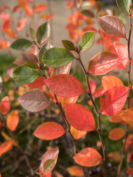 istock chokeberry branches with red leaves in autumn 2157902975