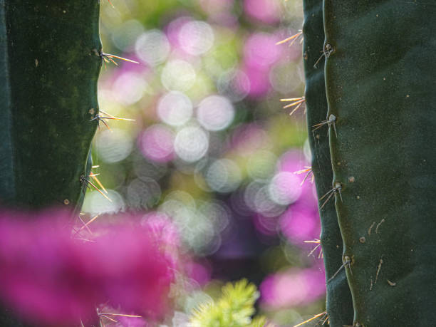 Cactus spikes with colourful purple bokeh