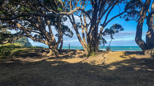 istock Pohutakawas at the beach with ocean view 2157903028